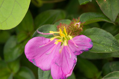 Heterotis rotundifolia