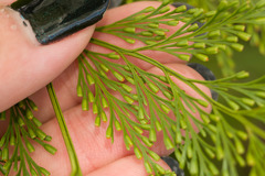 Davallia fejeensis