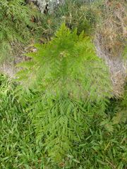 Davallia fejeensis
