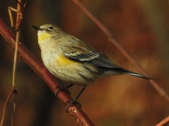 Setophaga coronata auduboni
