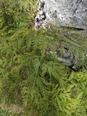 Davallia fejeensis