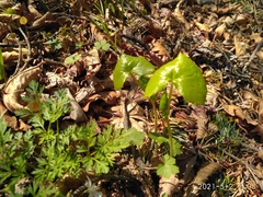 Parasenecio praetermissus