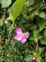 Heterotis rotundifolia