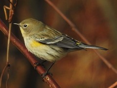 Setophaga coronata auduboni