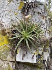 Dudleya viscida