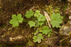 Bowlesia sodiroana