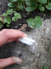 Pterostichus oblongopunctatus