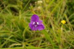 Ennealophus foliosus