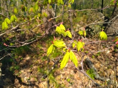 Acer pseudosieboldianum