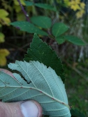 Rubus grabowskii