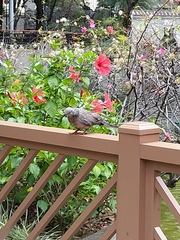 Streptopelia chinensis