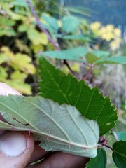 Rubus grabowskii