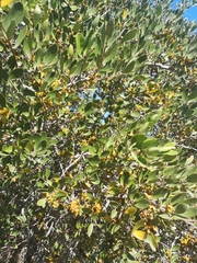 Pterocelastrus tricuspidatus