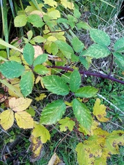 Rubus grabowskii