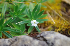 Lithospermum peruvianum