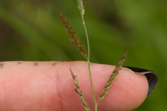 Eriochloa procera