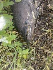 Channa argus