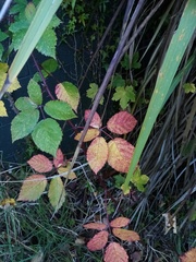 Rubus grabowskii