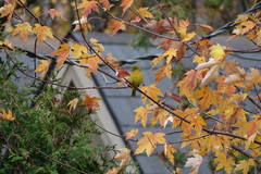 Piranga olivacea