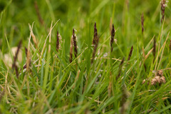 Zoysia pacifica