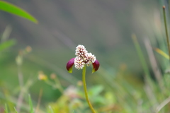Alternanthera macbridei