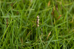Zoysia pacifica