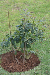 Terminalia phanerophlebia