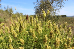 Lavandula viridis