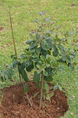 Terminalia phanerophlebia