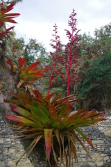 Tillandsia tovarensis