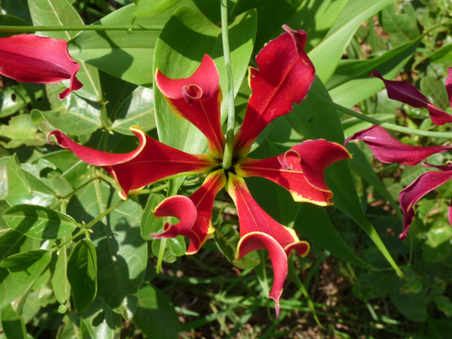 Gloriosa superba image