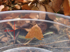 Sestra humeraria