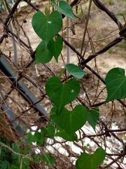 Ipomoea obscura