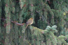 Piranga olivacea