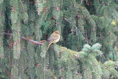 Piranga olivacea