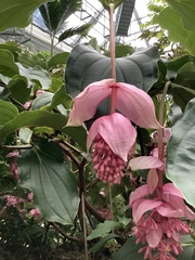 Medinilla magnifica