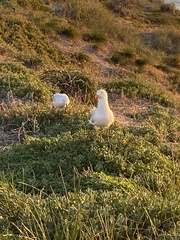 Chroicocephalus novaehollandiae
