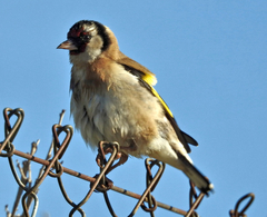 Carduelis carduelis