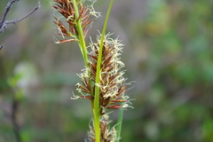 Rhynchospora macrochaeta