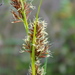 Rhynchospora macrochaeta - Photo (c) danplant,  זכויות יוצרים חלקיות (CC BY-NC), הועלה על ידי danplant