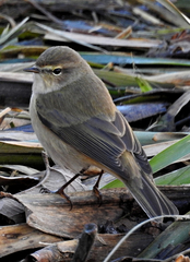 Phylloscopus collybita
