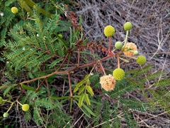 Leucaena leucocephala