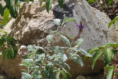 Dalea weberbaueri