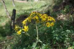 Dendrophorbium dolichodoryium