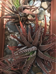 Haworthiopsis fasciata