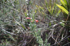 Clinopodium sericeum