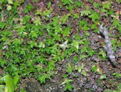 Crassula mataikona