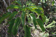 Oreopanax divulsus