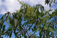 Oreopanax divulsus