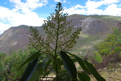 Oreopanax divulsus